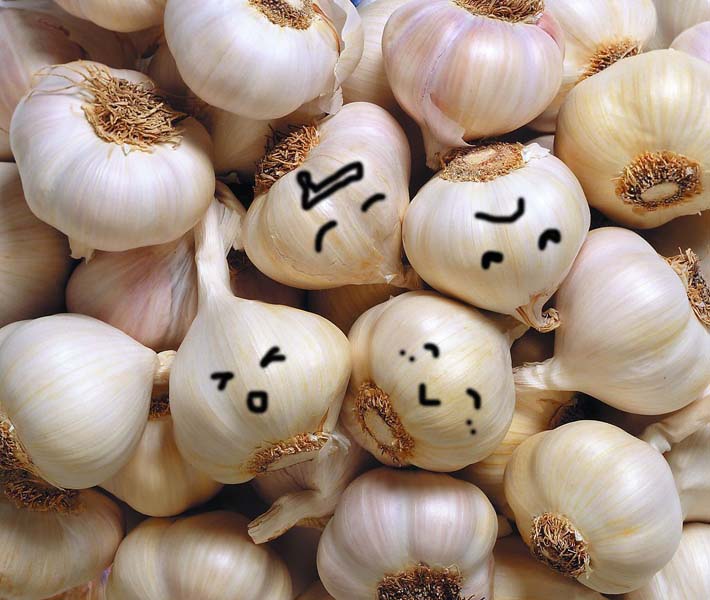 Garlic for making fermented garlic