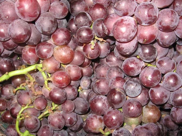 виноград для переработки