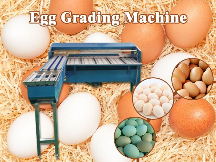 machine de classement des œufs