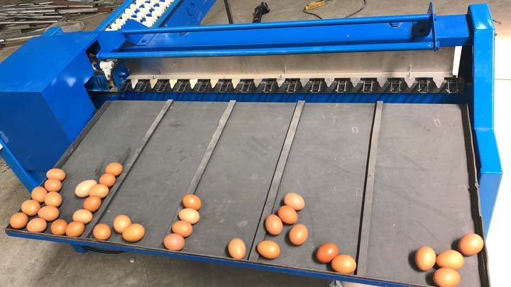 Yumurta sınıflandırmasının test alanı