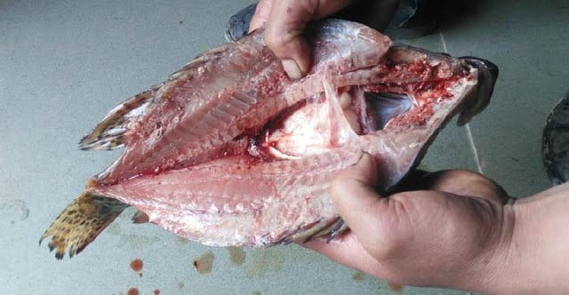 魚の内臓除去
