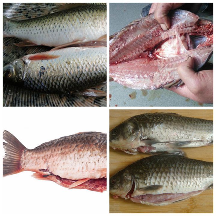 divisione ed eviscerazione del pesce