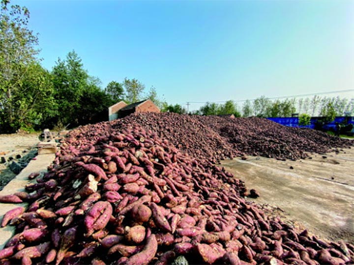 plantation de patates douces en Ouganda