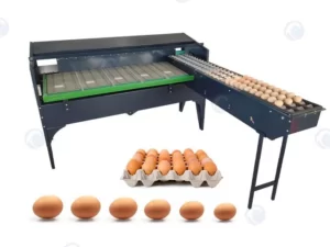 máquina clasificadora de huevos
